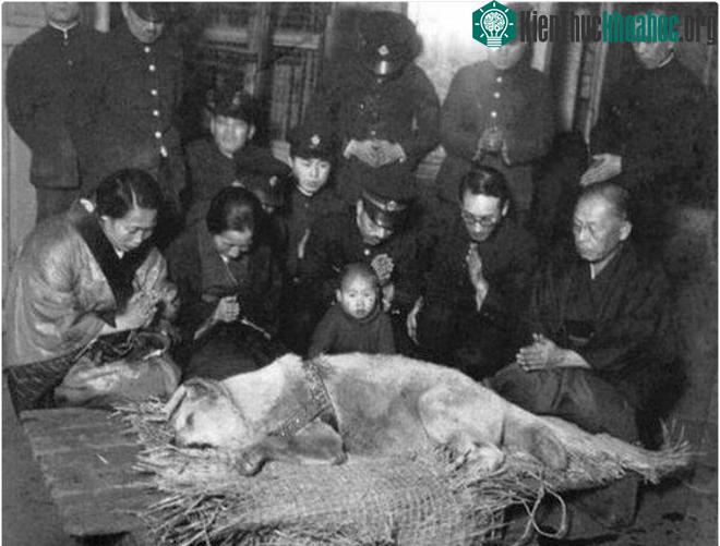Bức ảnh cuối cùng của Hachiko - Chú chó đợi chờ.