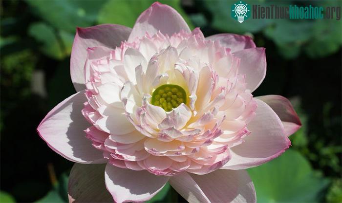 Một bông sen hàng trăm cánh vừa trổ.