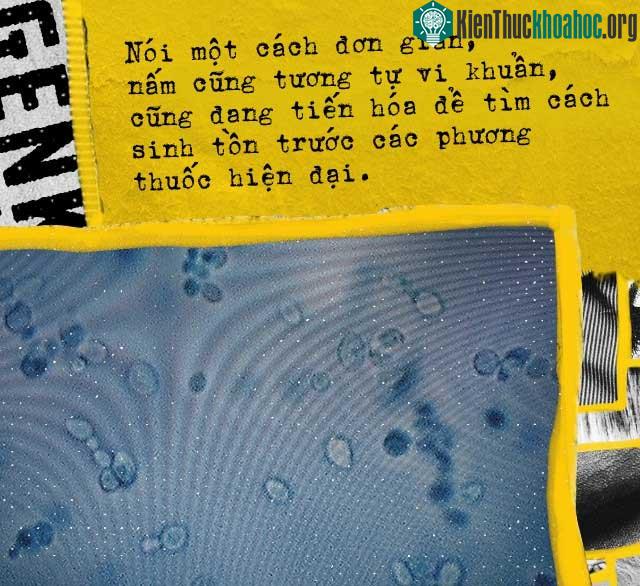 Nấm đang tìm cách sinh tồn trước các phương thuốc hiện đại