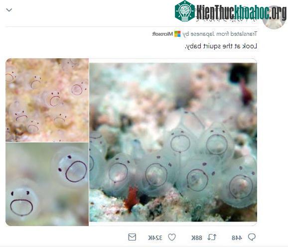Hình ảnh "dậy thì" của hải tiêu đang gây bão trên Twitter.