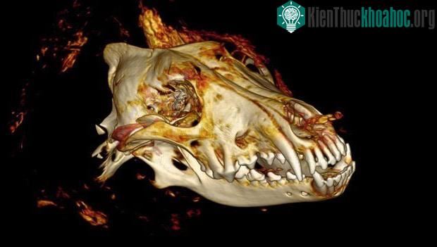 Giới nghiên cứu đang phân tích kỹ phần đầu của con sói thời tiền sử.