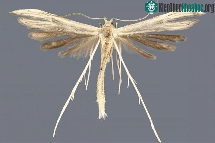 Hellinsia lucayana, một trong bốn loài bướm đêm mới được phát hiện.