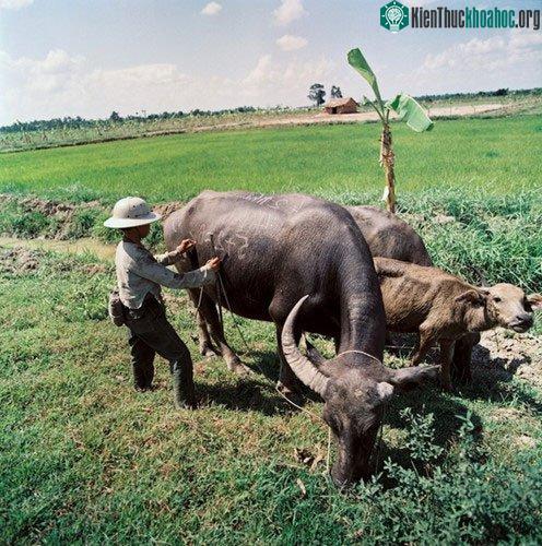 Cậu bé biến mình trâu thành bảng đen để học làm toán.