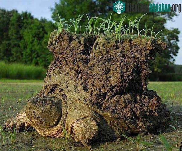 Một chú rùa ngoi lên sau kỳ ngủ đông dài.