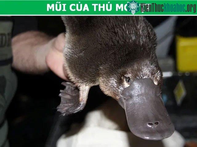 Mũi của thú mỏ vịt