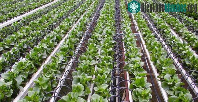 Tưới nhỏ giọt tối ưu hóa việc cung cấp nước cho cây trồng và độ ẩm cho đất.