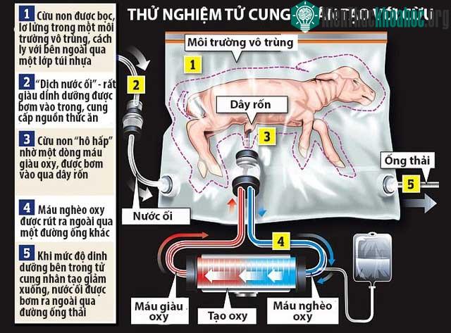 Thử nghiệm tử cung nhân tạo với cừu