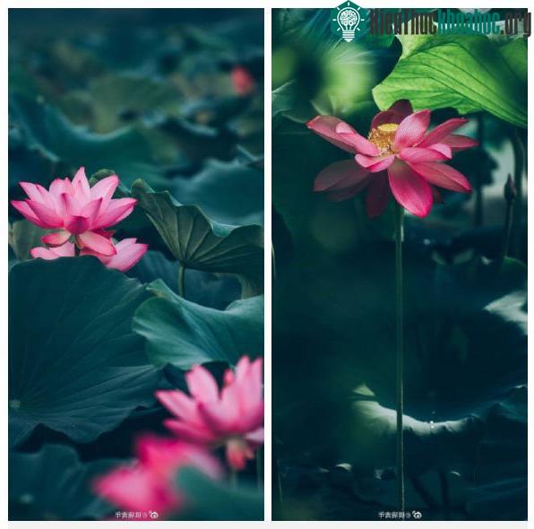 Hoa sen ở Viên Minh Viên