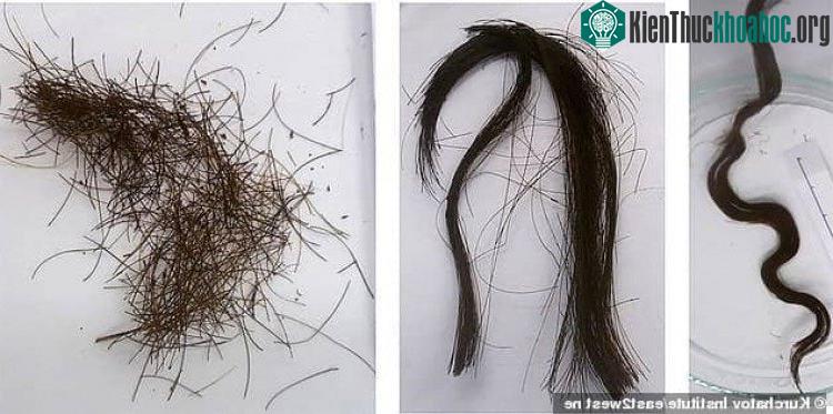Những lọn tóc được cắt ra đem đi phân tích