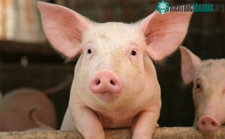 Lựa chọn khôn ngoan nhất chính là chọn lấy những loài chóng lớn.