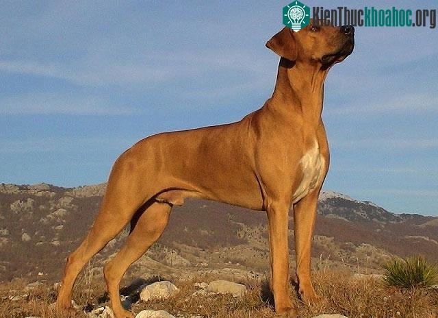 Nguồn gốc và đặc điểm của chó săn sư tử châu Phi ảnh 1
