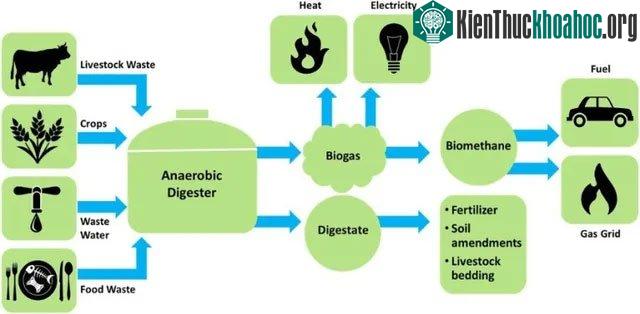 Nhiêu liệu sinh học low-carbon: Nhiều thân thiện môi trường ảnh 1