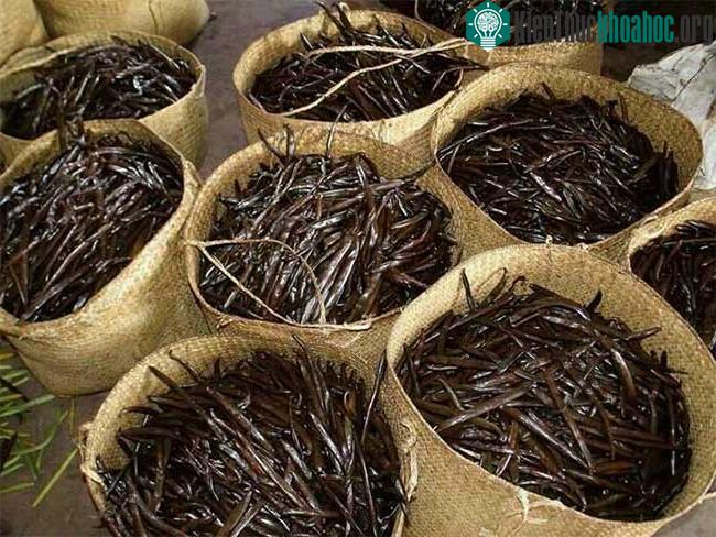 Một nguyên nhân khác khiến giá vani tăng đột biến là thị hiếu khách hàng.