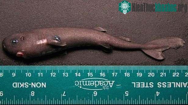 Chú cá tí hon chỉ dài khoảng 14cm.