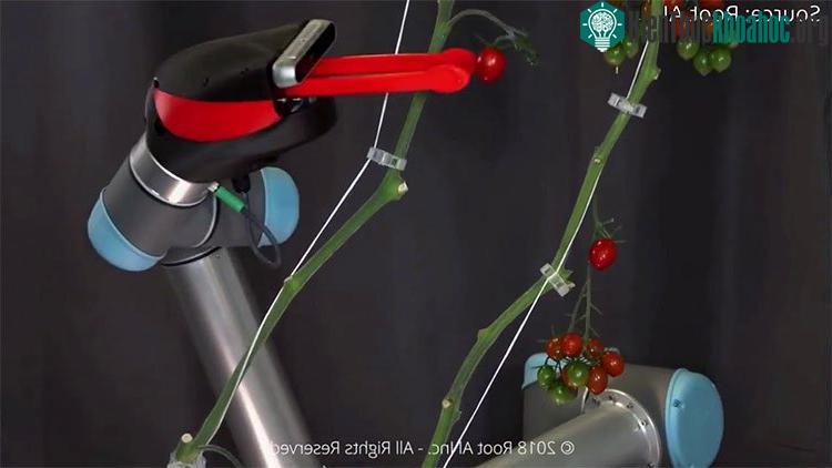 Robot hái quả trong nhà kính