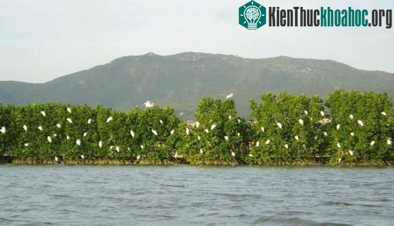 Hệ sinh thái thực vật và động vật tạo nên sự phong phú cho hệ sinh thái rừng ngập mặn.