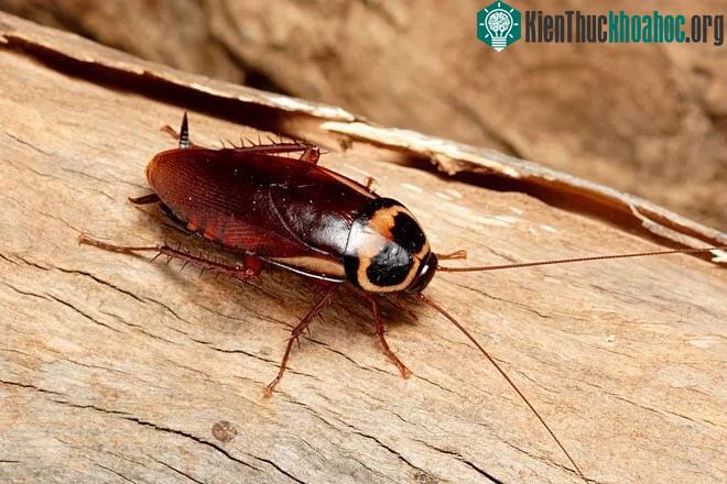 Gián có thể tự sản xuất sữa