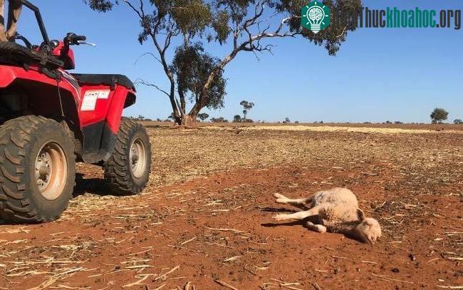 Australia trải qua nhiều đợt hạn hán khắc nghiệt trong những năm gần đây. (Ảnh: AP).