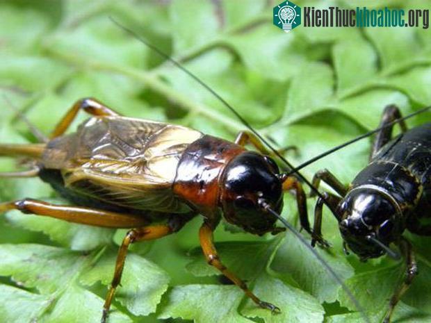 Từ thế kỷ 8, chuyện nuôi dế đã có trong cung điện Trung Hoa.