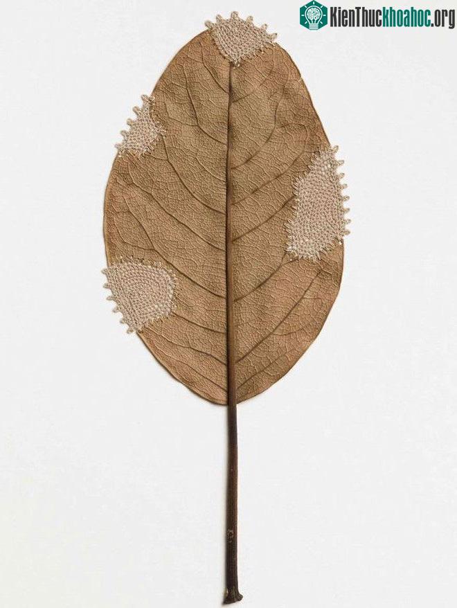 Restoration V
