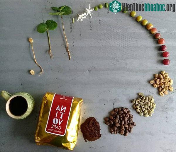 Một chiếc hạt trải qua hành trình dài để đến được tách cà phê của bạn.