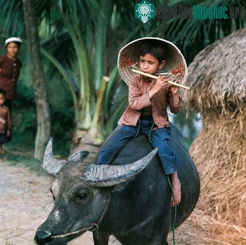 Em bé thổi sáo trên lưng trâu.