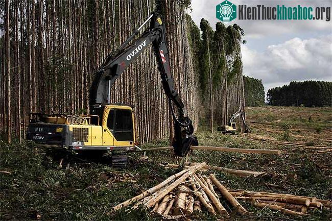 Chỉ có cellulose và hemicellulose là nguyên liệu cho sản xuất giấy.