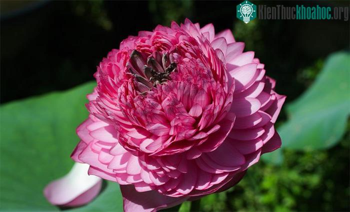 Một búp sen hàng trăm cánh nhỏ