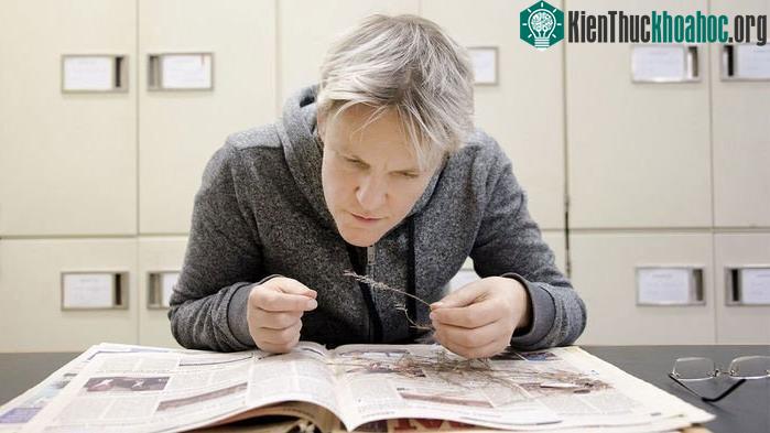 Các nhà nghiên cứu làm công tác bảo quản các mẫu thực vật bị tuyệt chủng