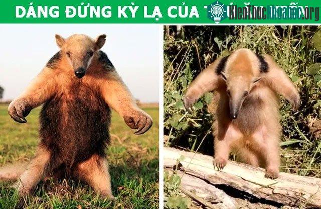 Dáng đứng của thú ăn kiến