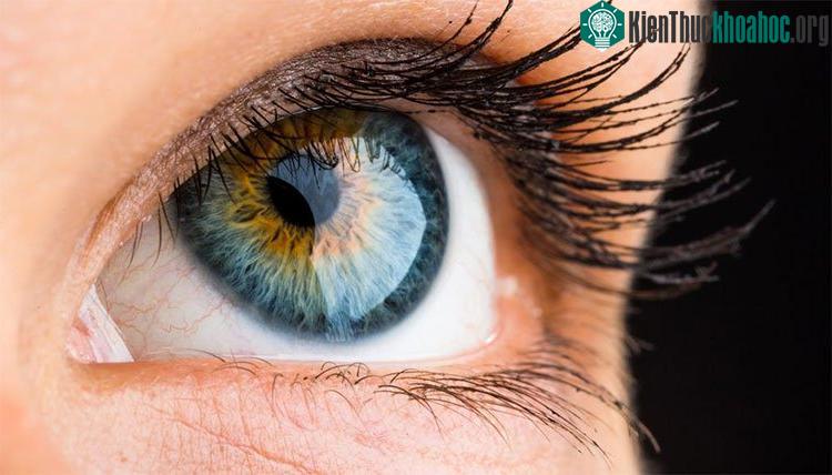 Những đặc điểm cho thấy con người mới là sinh vật “độc lạ” nhất hành tinh này ảnh 2