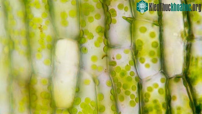 Các vách tế bào cứng rắn của thực vật giúp chúng chống lại ung thư.