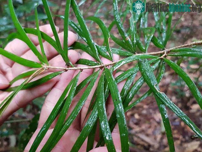 Lá của cây thông hai lá dẹt còn nhỏ.