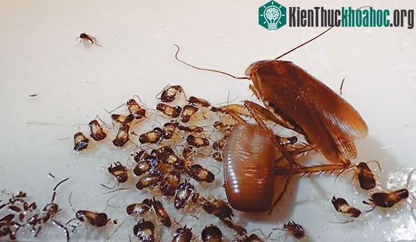 Khoa học vừa tìm ra một khả năng cực kỳ kinh khủng của loài gián Đức ảnh 2