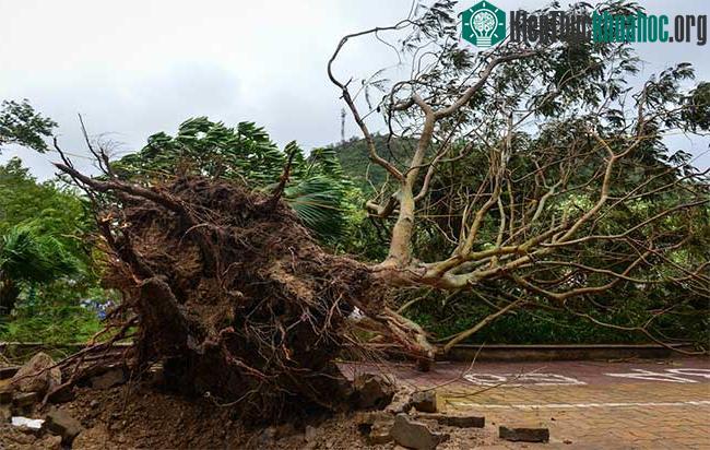 Tại trung tâm thị trấn Cát Bà, một số cây lớn bị gió thổi bật gốc.