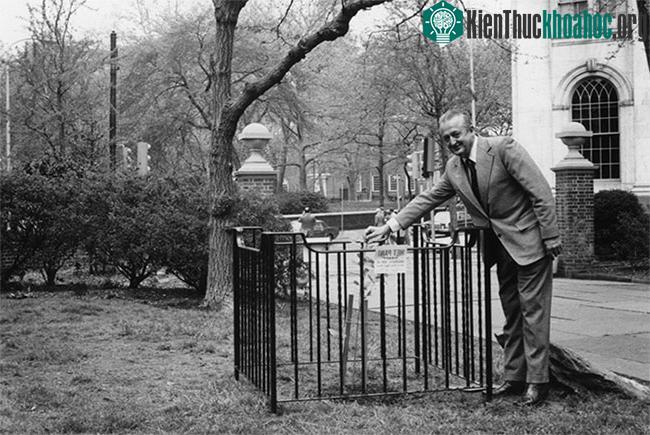 Cây "mặt trăng" được trồng ở Công viên Washington Square năm 1975