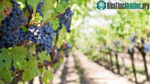 Công nghệ có phải là cứu cánh cho nền nông nghiệp tương lai? ảnh 2