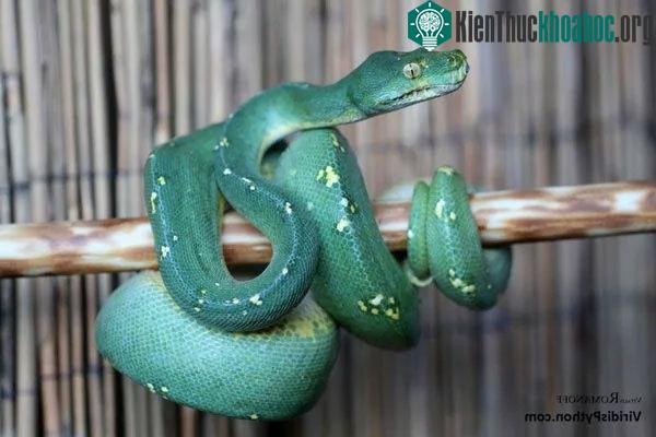 Nhiều người ví giống Trăn cây xanh lam như viên ngọc đắt giá.