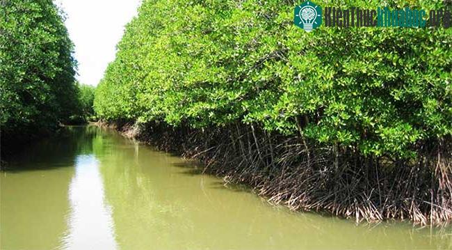 Khí hậu, địa hình, thủy văn và độ muối trong rừng tạo điều kiện cho hệ sinh thái rừng ngập mặn phát triển.