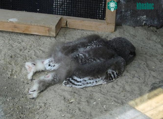 Đây là dáng ngủ của một con chim cú.