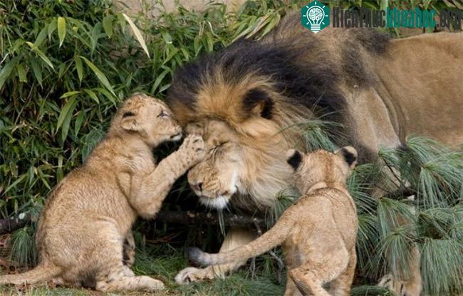 Nơi sinh sống của loài sư tử đang trở nên phân mảnh hơn bao giờ hết.