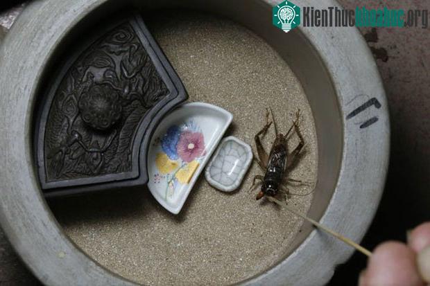 Dế dễ nuôi nhưng buộc phải nhốt.