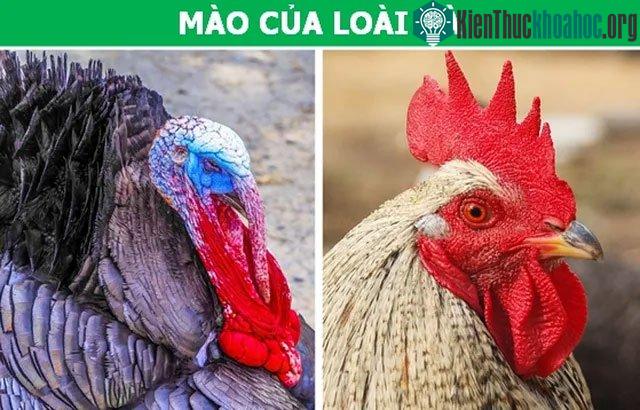 Mào gà