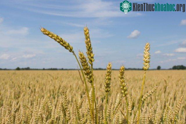 Chúng ta nên cải tiến giống cây trồng để chúng vừa tăng sản lượng vừa tăng sức chịu đựng trong thời kỳ hạn hán.