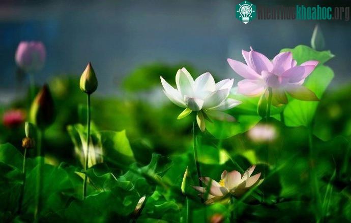 Những bông hoa sen có tuổi đời cả trăm năm mang vẻ đẹp vô cùng thuần khiết.