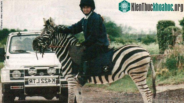 Thực ra là vẫn cưỡi được, chỉ là mất công hơn và không an toàn.