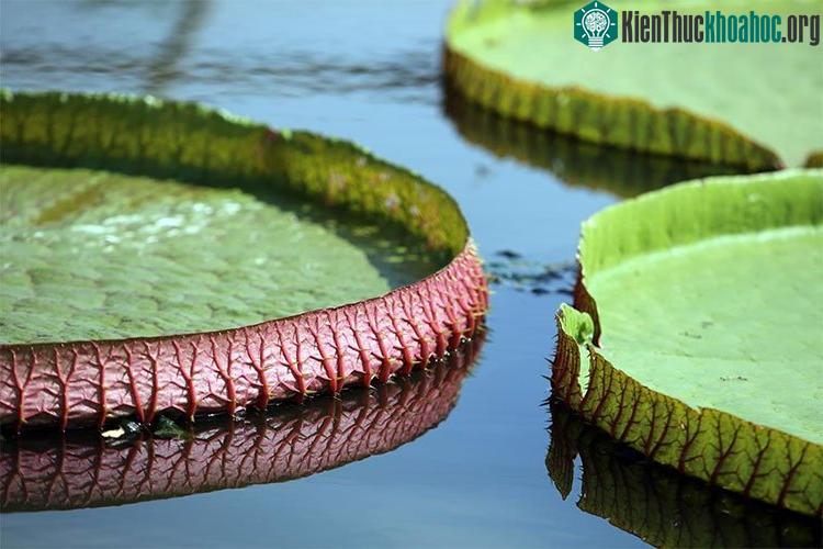 Một em bé nặng 20-30kg có thể ngồi chơi thoải mái trên lá sen vua