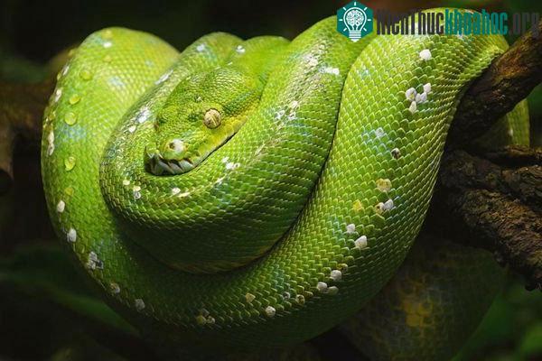 Trăn cây xanh lục cũng không chịu thua kém về ngoại hình.