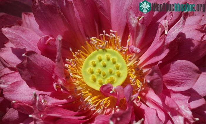 Giống sen quý được anh Hoàng mua từ nước ngoài -