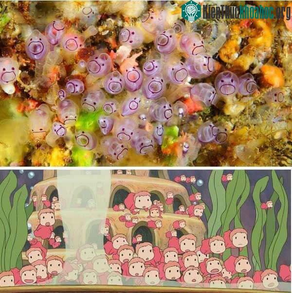 Nguồn cảm hứng cho nhân vật trong phim Ponyo - Cô bé người cá.